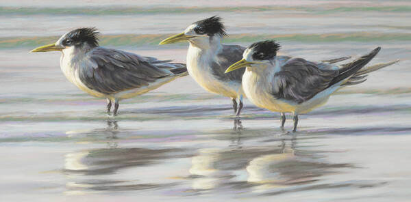 Time for reflection - Crested Terns
