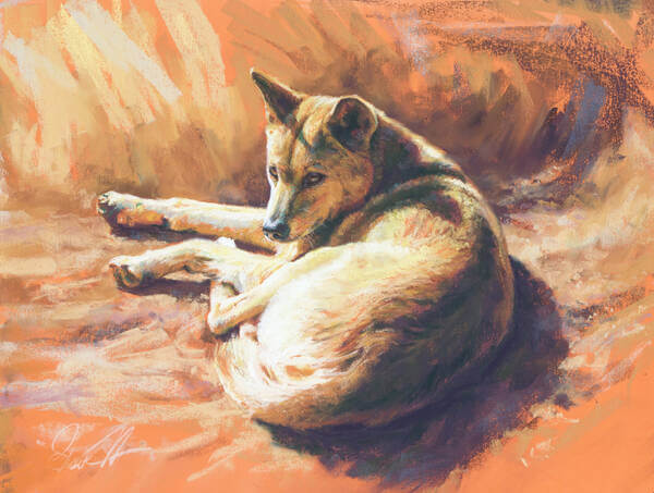 Under a southern sun andndash Dingo