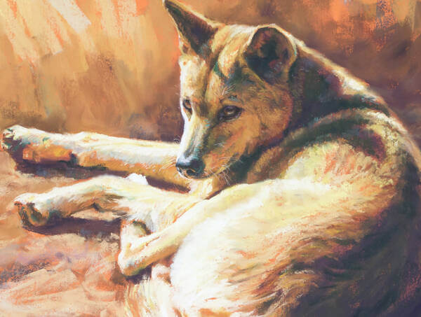 Under a southern sun andndash Dingo