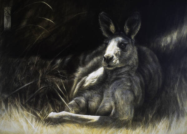 Warm days of summer – Eastern grey kangaroo 