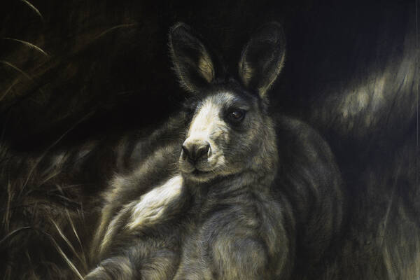 Warm days of summer andndash Eastern grey kangaroo 