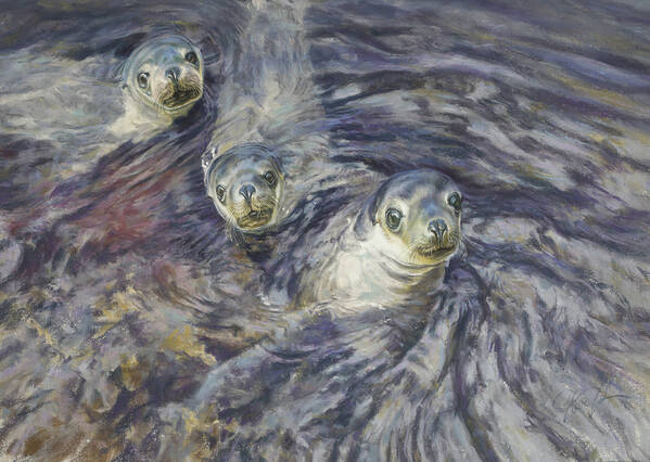 Wild spirits  Australian Sealions