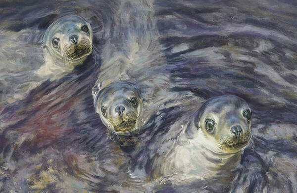 Wild spirits  Australian Sealions