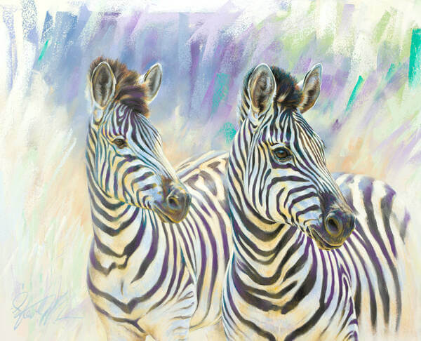 Zebra dreaming andndash Burchellandrsquos Zebras