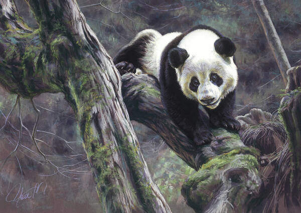  Evolutionary limbs giant panda  ‘Wei  Wei’  Wolong China 