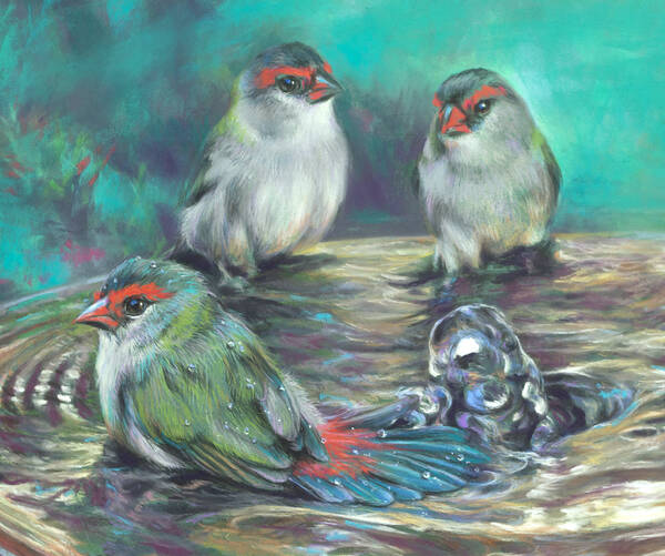  Fountain party - Red browed finches 