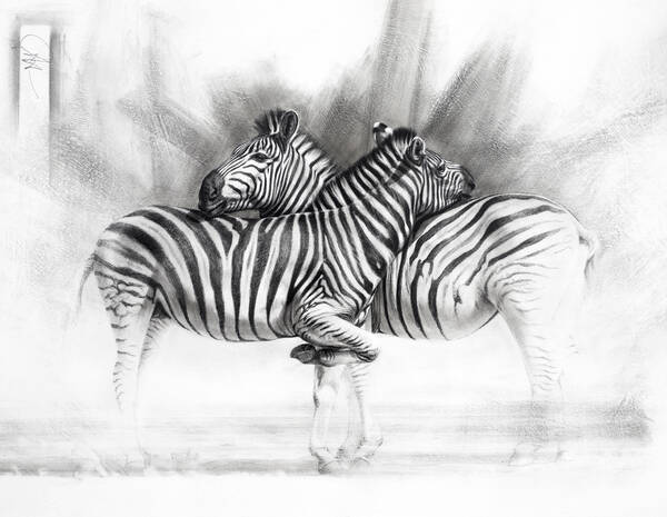  I’ve got your back – Burchell’s zebra 