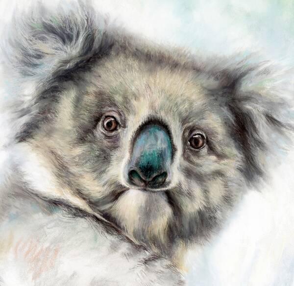  Such a marvelous being  Kangaroo island Koala 