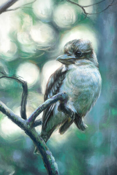  The bushmanand39s alarm clock laughing kookaburra