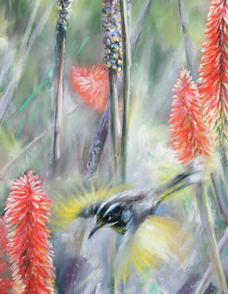 and39Red hot feeding  New Holland honeyeatersand39